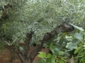 P1020179 (Small)