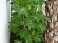P1020183 (Small)